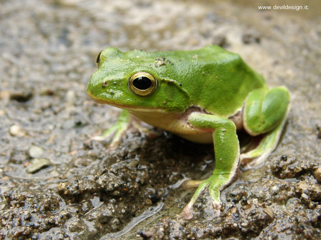 frog 6 copia